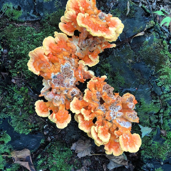 October Mountain State Forest Lee, MA