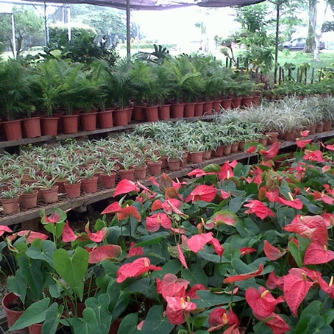 Green Earth Home Kuching Sarawak