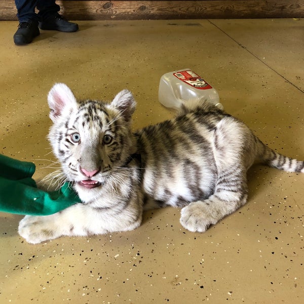 My favorite part of the trip was getting to play with some of the animals, like this tiger cub here. Worth the extra money!