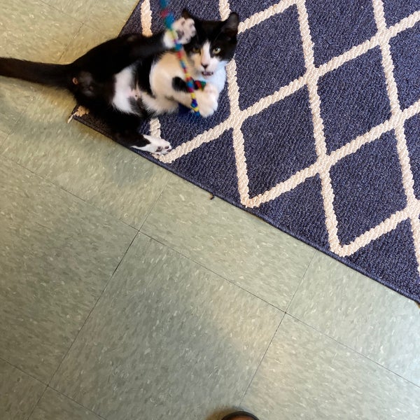 Meow Cat Rescue Animal Shelter