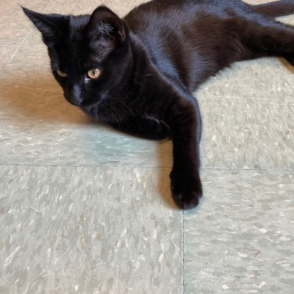 Meow Cat Rescue Animal Shelter