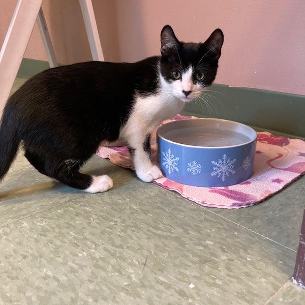 Meow Cat Rescue Animal Shelter