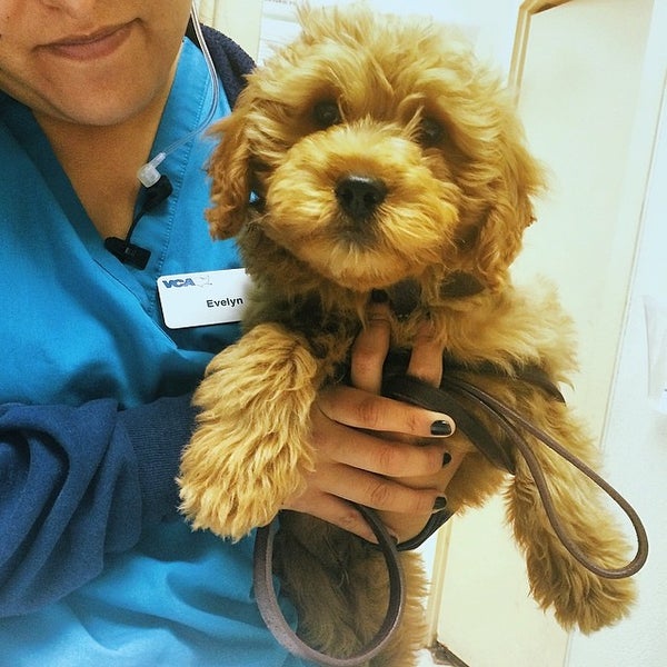 Vca wilshire cheap animal hospital