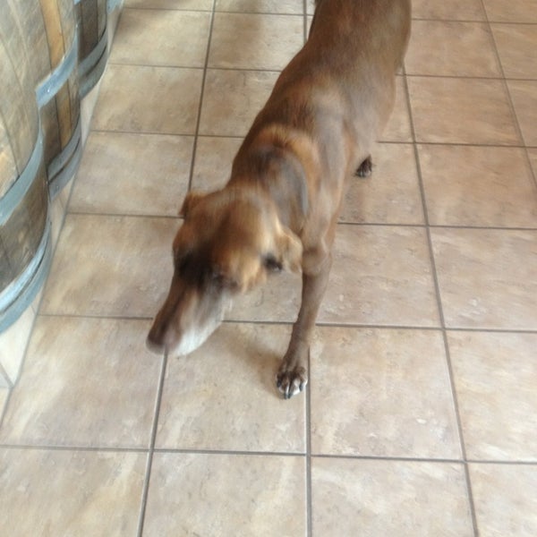 Say hi to Mocha the winery dog. :)