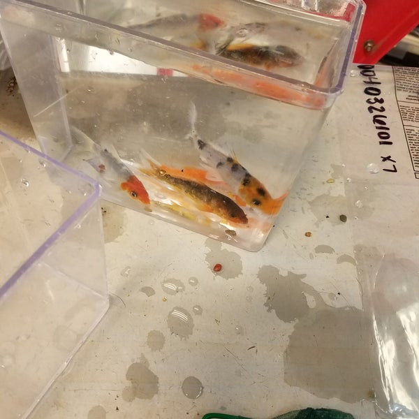 PetSmart Pet Supplies Store in Abilene