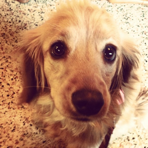 vca foothill veterinary hospital