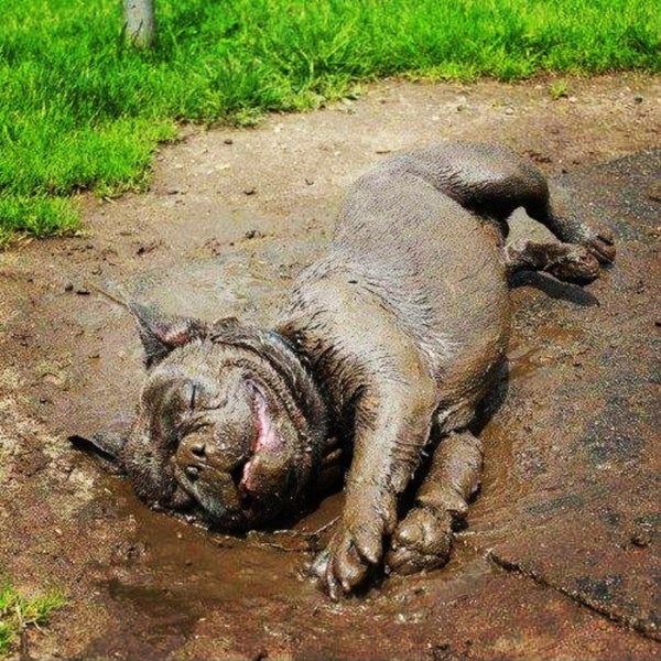 North Dog Park Rochester, MN