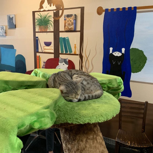 Foto scattata a The Cat Cafe da Andy il 3/9/2019