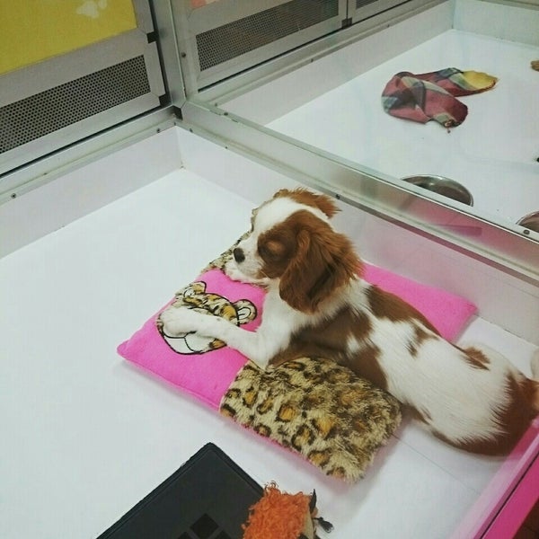 Are Dogs Allowed In Dubai Mall