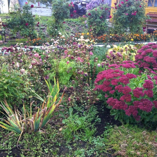 отзывы северных садоводов