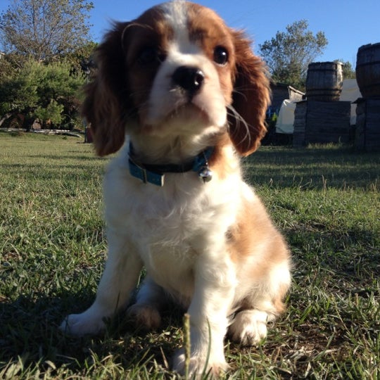 Şenlik Et Mangal Merkez Ömerli 2648 ziyaretçidan 33 tavsiye