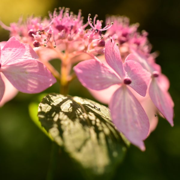 あじさいの森 吹田市 大阪府