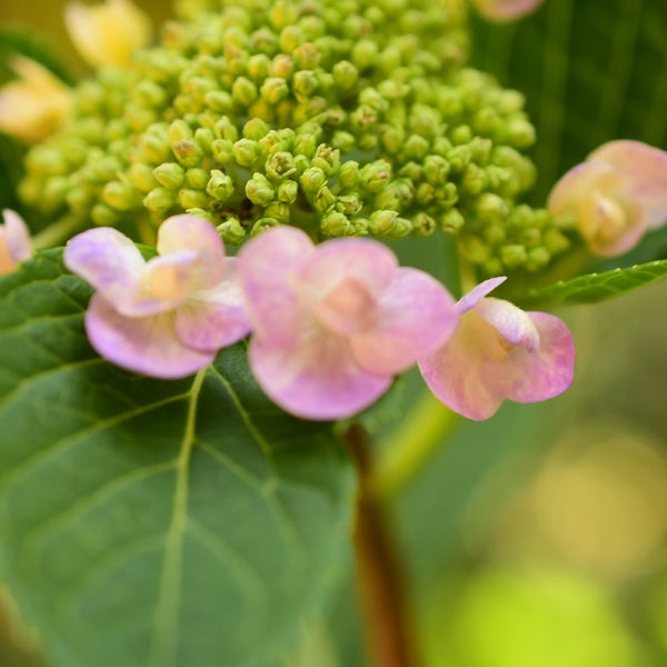 あじさいの森 吹田市 大阪府