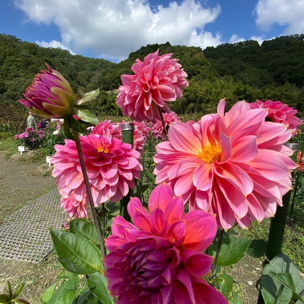 Photos At 黒川ダリヤ園 Garden In 川西市 Photos At 黒川ダリヤ園 Garden In 川西市
