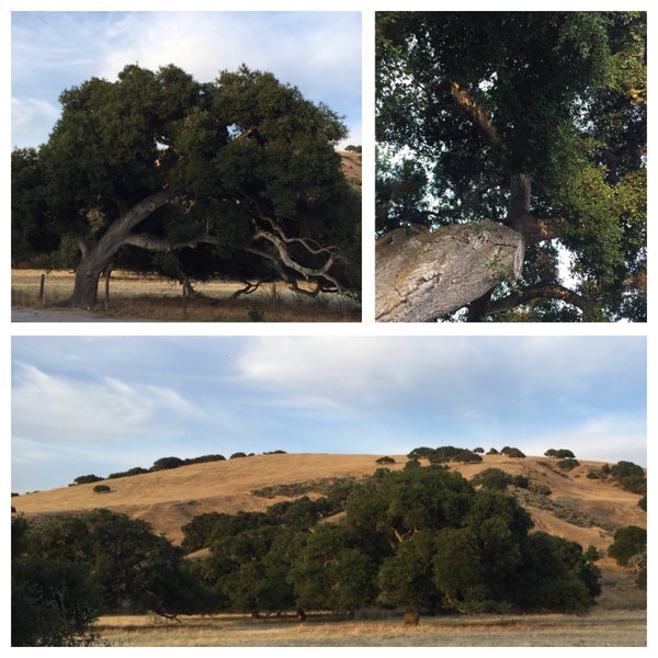 Photos at Toro Park Salinas, CA