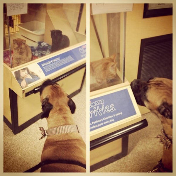 petsmart springhurst