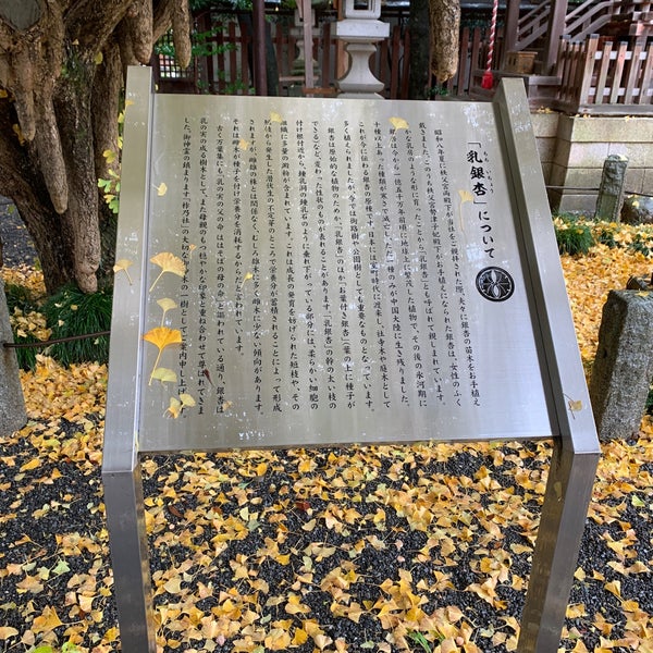 Photos At 乳銀杏 Tree