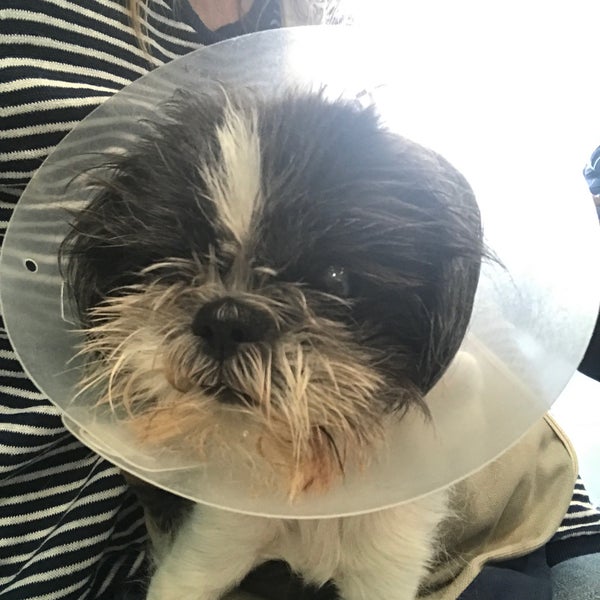 Das Foto wurde bei Animal Kind Veterinary Hospital von Regan D. am 4/14/2018 aufgenommen