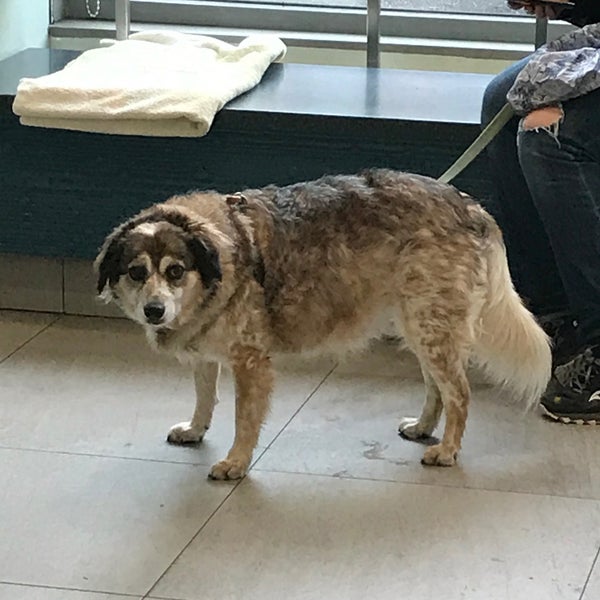 3/2/2018에 Regan D.님이 Animal Kind Veterinary Hospital에서 찍은 사진