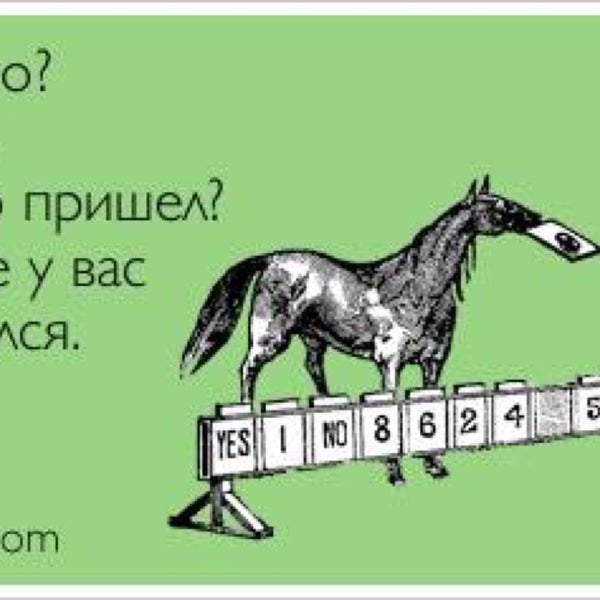 Поговорка дареному коню в зубы. Шутки про лошадей. Kon ne valjalsja. Смешные фразы про лошадей. Конь не валялся юмор.