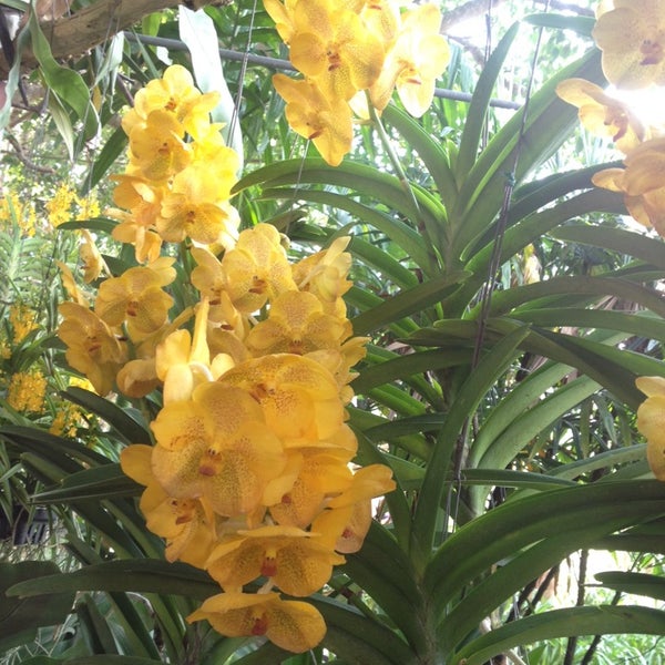 Photo taken at Sainamphung Orchids สวนกล้วยไม้สายน้ำผึ้ง by Ap P. on 4/5/2014