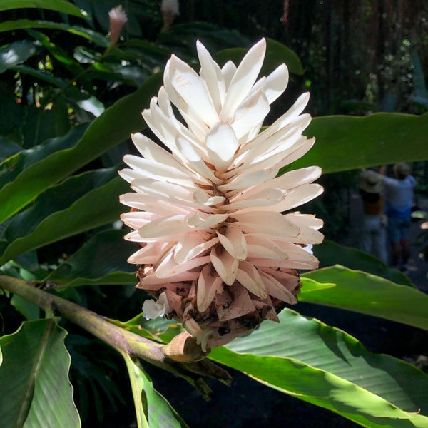 6/24/2018 tarihinde Tony A.ziyaretçi tarafından Hawaii Tropical Botanical Garden'de çekilen fotoğraf