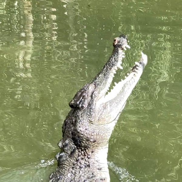 Photo taken at Hartley&#39;s Crocodile Adventures by Vince ©. on 4/15/2021