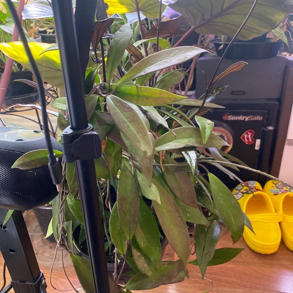 plant and pottery outlet Sunol, CA