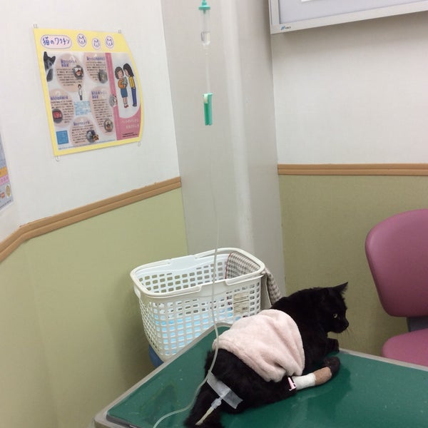 Foto Di 平成動物病院 Veterinario Foto Di 平成動物病院 Veterinario