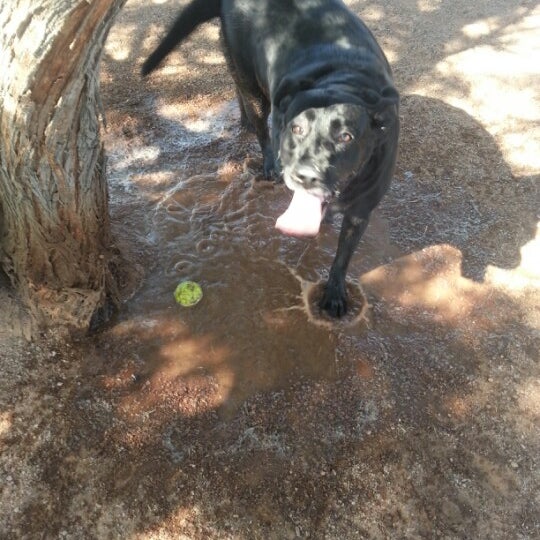 Photos at Tempe Sports Complex Dog Park 8401 S Hardy Dr.
