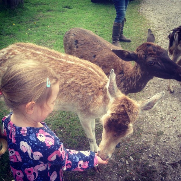 The Chestnut Centre Otter, Owl & Wildlife Park (Now Closed) - Farm