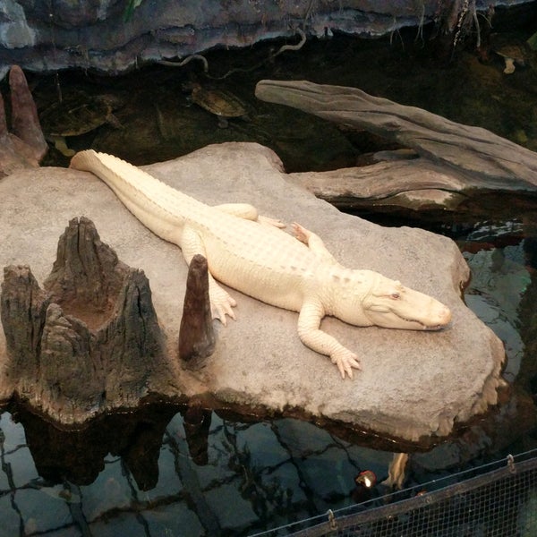 Photo taken at Claude the Albino Alligator by Mel L. on 12/29/2016