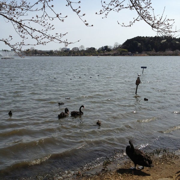 千波公園 2 Tips From 625 Visitors