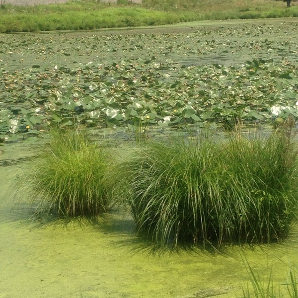 Cranberry Bog East Hampton, CT