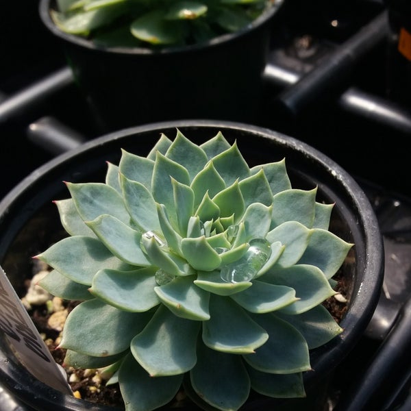 Wing Wong Nursery Burnaby, BC