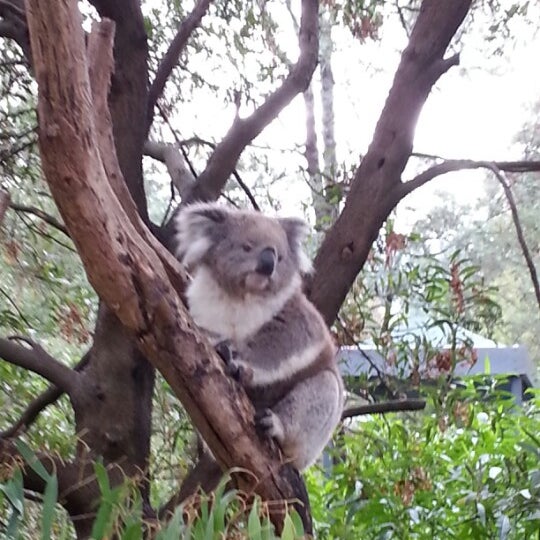 Healesville Sanctuary 40 tips from 3034 visitors