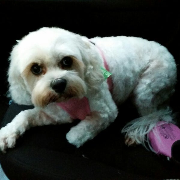 Photos At The Classy Canine Professional Dog Grooming Salon