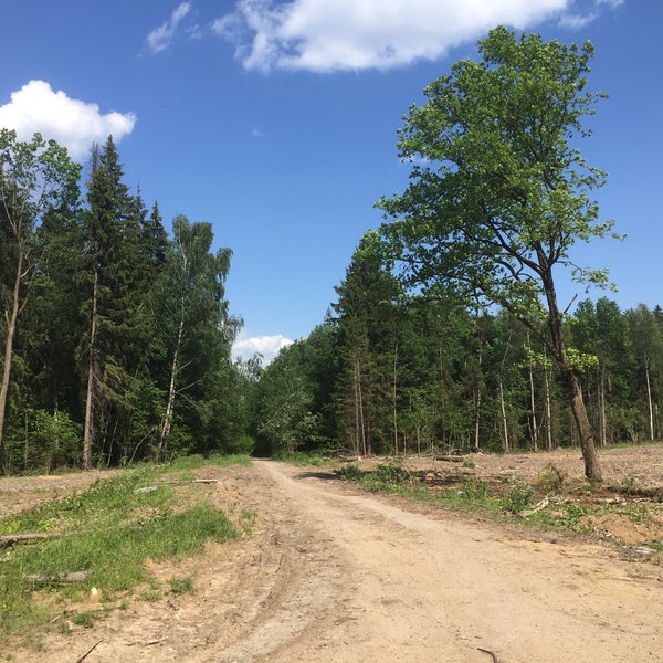 Лесопарк знаменка орел. Мещерский лес парк. Поселок лесопарк. Лесопарк в поселке трубников. Лесной массив в парке.