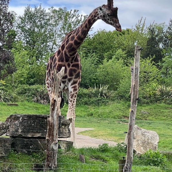 รูปภาพถ่ายที่ Chessington World of Adventures Resort โดย Viral N. เมื่อ 5/10/2023