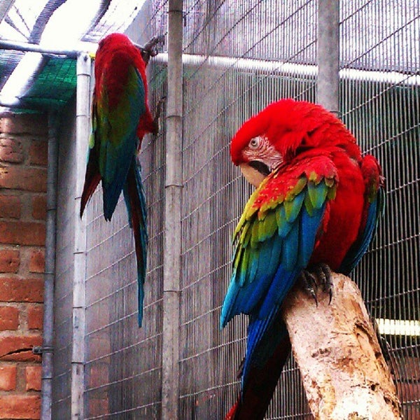 gladys porter zoo hours gladys porter zoo hours