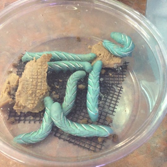 Fish Bowl Pets Pet Supplies Store in Stamford