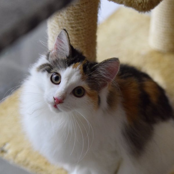 猫カフェ Ronron ロンロン 1 Tavsiye Da Fotograflar 猫カフェ Ronron ロンロン 1 Tavsiye Da Fotograflar