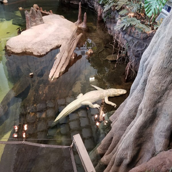 Photo taken at Claude the Albino Alligator by oohgodyeah on 3/3/2018