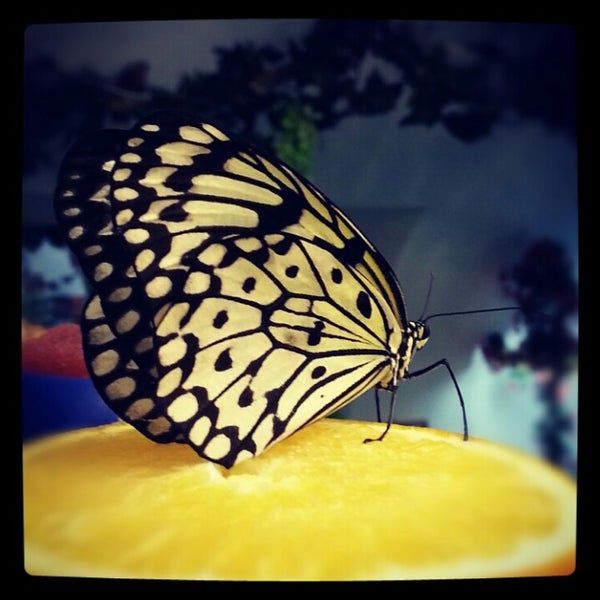 Снимок сделан в Музей живых бабочек «Тропический рай» пользователем Vadim V. 1/4/2013