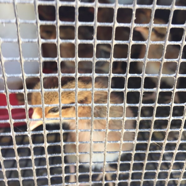 corralitos feed store