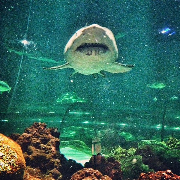 Sharks Underwater Grill Sea World Theme Park Orlando Fl