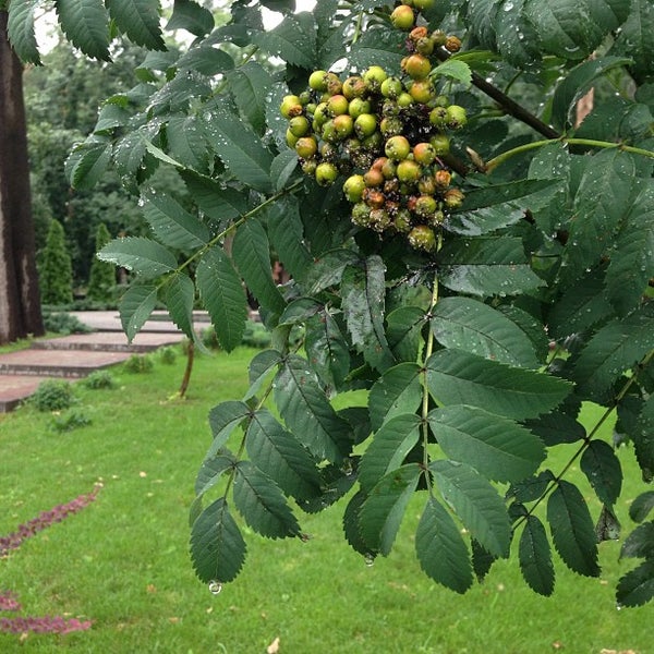 Zoei Park