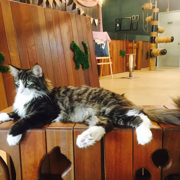 johan and his cats