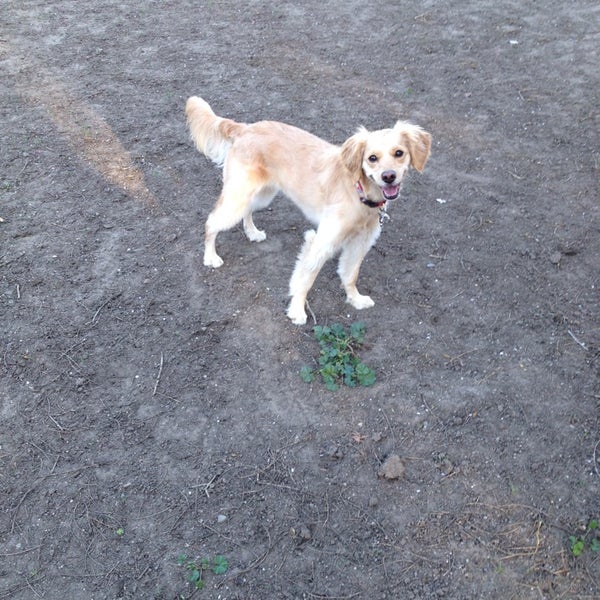 Photos at Las Palmas Dog Park Sunnyvale, CA