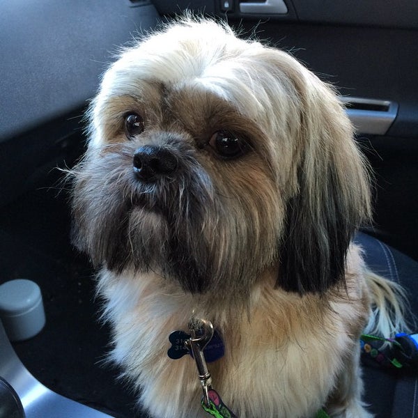 Photos at Dogtowne Grooming ClaytonTamm St Louis, MO